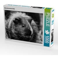 CALVENDO Puzzle Meerschweinchen Blick 1000 Teile Lege-Größe 64 x 48 cm Foto-Puzzle Bild von kattobello CALVENDO Puzzle Meerschweinchen Blick 1000 Teile Lege-Größe 64 x 48 cm Foto-Puzzle Bild von kattobello von Calvendo Puzzle