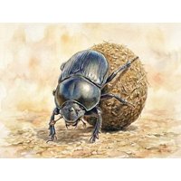 CALVENDO Puzzle Mistkäfer 1000 Teile Lege-Größe 64x48cm Foto-Puzzle für glückliche Stunden von Calvendo Puzzle