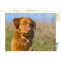 CALVENDO Puzzle Nova Scotia Duck Tolling Retriever Porträt 1000 Teile Lege-Größe 64x48cm Foto-Puzzle für glückliche Stunden von CALVENDO Verlag GmbH