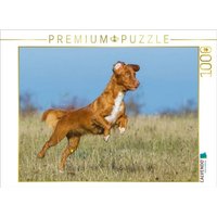CALVENDO Puzzle Nova Scotia Duck Tolling Retriever auf dem Feld 1000 Teile Lege-Größe 64x48cm Foto-Puzzle für glückliche Stunden von CALVENDO Verlag GmbH