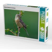 CALVENDO Puzzle Ortolan (Emberiza hortulana) 2000 Teile Lege-Größe 90 × 67 cm Foto-Puzzle für glückliche Stunden von Calvendo Puzzle