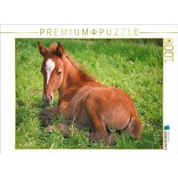 CALVENDO Puzzle Ponyfohlen auf der Wiese 1000 Teile Lege-Größe 64x48cm Foto-Puzzle für glückliche Stunden von Calvendo Puzzle