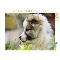 CALVENDO Puzzle Portrait einer kleinen Schönheit 1000 Teile Lege-Größe 64x48cm Foto-Puzzle für glückliche Stunden von Calvendo Puzzle