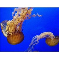 CALVENDO Puzzle Quallen vor der Küste Floridas, United States of Amerika 2000 Teile Lege-Größe 90x67cm Foto-Puzzle für glückliche Stunden von Calvendo Puzzle