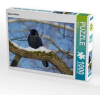 CALVENDO Puzzle Rabe im Winter, Lege-Größe 64 x 48 cm Foto-Puzzle Bild von kattobello CALVENDO Puzzle Rabe im Winter, Lege-Größe 64 x 48 cm Foto-Puzzle Bild von kattobello von Calvendo Puzzle