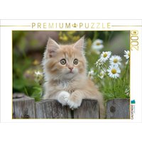 CALVENDO Puzzle Roter Kater im Garten 2000 Teile Lege-Größe 90x67cm Foto-Puzzle für glückliche Stunden CALVENDO Puzzle Roter Kater im Garten 2000 Teile Lege-Größe 90x67cm Foto-Puzzle für glückliche Stunden von Calvendo Puzzle