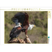 CALVENDO Puzzle Schreiseeadlerpaar 2000 Teile Lege-Größe 90 × 67 cm Foto-Puzzle für glückliche Stunden CALVENDO Puzzle Schreiseeadlerpaar 2000 Teile Lege-Größe 90 × 67 cm Foto-Puzzle für glückliche Stunden von Calvendo Puzzle