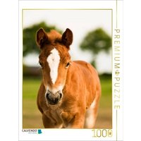 CALVENDO Puzzle Schwarzwälder Kaltblut Fohlen 1000 Teile Lege-Größe 64x48cm Foto-Puzzle für glückliche Stunden CALVENDO Puzzle Schwarzwälder Kaltblut Fohlen 1000 Teile Lege-Größe 64x48cm Foto-Puzzle für glückliche Stunden von CALVENDO Verlag GmbH
