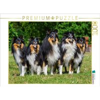 CALVENDO Puzzle Sheltie-Gruppe 1000 Teile Lege-Größe 64x48cm Foto-Puzzle für glückliche Stunden von CALVENDO Verlag GmbH