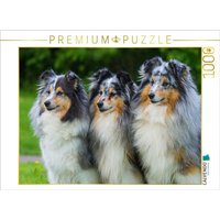 CALVENDO Puzzle Sheltie-Trio 1000 Teile Lege-Größe 64x48cm Foto-Puzzle für glückliche Stunden von CALVENDO Verlag GmbH