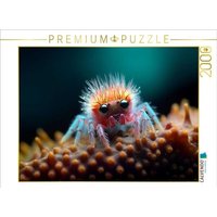 CALVENDO Puzzle Spinne mit langen Wimpern - Lustige Mikroorganismen 2000 Teile Lege-Größe 90x67cm Foto-Puzzle für glückliche Stunden CALVENDO Puzzle Spinne mit langen Wimpern - Lustige Mikroorganismen 2000 Teile Lege-Größe 90x67cm Foto-Puzzle für glückliche Stunden von Calvendo Puzzle