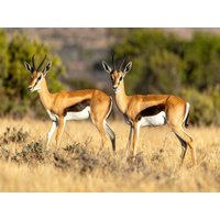 CALVENDO Puzzle Springbock Antilopen in der Savanne 1000 Teile Lege-Größe 64x48cm Foto-Puzzle für glückliche Stunden von Calvendo Puzzle