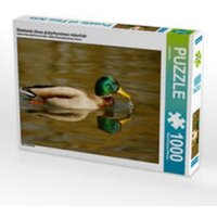 CALVENDO Puzzle Stockente (Anas platyrhynchos) männlich 1000 Teile Lege-Größe 64 x 48 cm Foto-Puzzle Bild von kattobello von Calvendo Puzzle