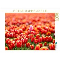 CALVENDO Puzzle Stolze Fehlfarbe auf dem Tulpenfeld in Julianadorp 1000 Teile Lege-Größe 64x48cm Foto-Puzzle für glückliche Stunden CALVENDO Puzzle Stolze Fehlfarbe auf dem Tulpenfeld in Julianadorp 1000 Teile Lege-Größe 64x48cm Foto-Puzzle für glückliche Stunden von Calvendo Puzzle