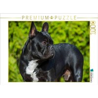 CALVENDO Puzzle Traumhund Französische Bulldogge 1000 Teile Lege-Größe 64x48cm Foto-Puzzle für glückliche Stunden von CALVENDO Verlag GmbH