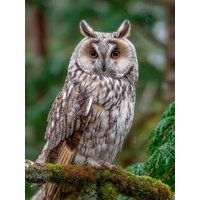 CALVENDO Puzzle Waldohreule im grünen Wald 1000 Teile Lege-Größe 64x48cm Foto-Puzzle für glückliche Stunden CALVENDO Puzzle Waldohreule im grünen Wald 1000 Teile Lege-Größe 64x48cm Foto-Puzzle für glückliche Stunden von Calvendo Puzzle