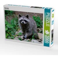 CALVENDO Puzzle Waschbär 2000 Teile Puzzle quer 2000 Teile Lege-Größe 90 × 67 cm Foto-Puzzle für glückliche Stunden CALVENDO Puzzle Waschbär 2000 Teile Puzzle quer 2000 Teile Lege-Größe 90 × 67 cm Foto-Puzzle für glückliche Stunden von Calvendo Puzzle