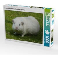 CALVENDO Puzzle Weißes Langhaarmeerschweinchen Mischling 1000 Teile Lege-Größe 64 x 48 cm Foto-Puzzle Bild von kattobello CALVENDO Puzzle Weißes Langhaarmeerschweinchen Mischling 1000 Teile Lege-Größe 64 x 48 cm Foto-Puzzle Bild von kattobello von Calvendo Puzzle