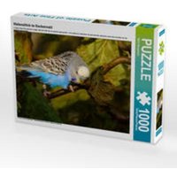 CALVENDO Puzzle Wellensittich im Buchenwald 1000 Teile Lege-Größe 64 x 48 cm Foto-Puzzle Bild von Björn Bergmann CALVENDO Puzzle Wellensittich im Buchenwald 1000 Teile Lege-Größe 64 x 48 cm Foto-Puzzle Bild von Björn Bergmann von Calvendo Puzzle