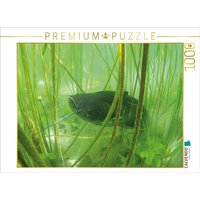 CALVENDO Puzzle Wels im Lac de Paladru, Auvergne-Rhône-Alpes 1000 Teile Lege-Größe 64x48cm Foto-Puzzle für glückliche Stunden CALVENDO Puzzle Wels im Lac de Paladru, Auvergne-Rhône-Alpes 1000 Teile Lege-Größe 64x48cm Foto-Puzzle für glückliche Stunden von Calvendo Puzzle