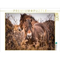 CALVENDO Puzzle Wildes, rauhes Pferdeleben 1000 Teile Lege-Größe 64x48cm Foto-Puzzle für glückliche Stunden von Calvendo Puzzle