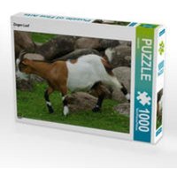 CALVENDO Puzzle Ziegen Lauf 1000 Teile Lege-Größe 64 x 48 cm Foto-Puzzle Bild von kattobello von xxx