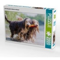 CALVENDO Puzzle Zwei Bearded Collies im Wasser 2000 Teile Puzzle quer 2000 Teile Lege-Größe 90 × 67 cm Foto-Puzzle für glückliche Stunden CALVENDO Puzzle Zwei Bearded Collies im Wasser 2000 Teile Puzzle quer 2000 Teile Lege-Größe 90 × 67 cm Foto-Puzzle für glückliche Stunden von Calvendo Puzzle
