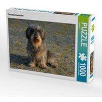 CALVENDO Puzzle Zwergrauhaardackel 1000 Teile Lege-Größe 64 x 48 cm Foto-Puzzle Bild von Kattobello CALVENDO Puzzle Zwergrauhaardackel 1000 Teile Lege-Größe 64 x 48 cm Foto-Puzzle Bild von Kattobello von Calvendo Puzzle