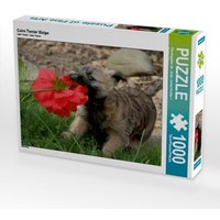 Cairn Terrier Welpe (Puzzle) von Calvendo Puzzle