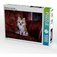 Chihuahuas - Cool & nett (Puzzle) von Calvendo Puzzle