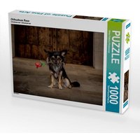 Chihuahuas Rose (Puzzle) von Calvendo Puzzle