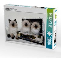 Crusaders Ragdoll Katzen (Puzzle) von Calvendo Puzzle