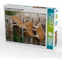 Drei rotgetigerte Katzen auf einer Treppe (Puzzle) von Calvendo Puzzle