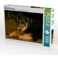Ein Motiv aus dem Kalender Airedale Terrier Welpen (Puzzle) von Calvendo Puzzle