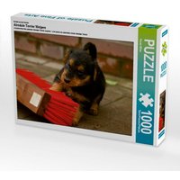 Ein Motiv aus dem Kalender Airedale Terrier Welpen (Puzzle) von Calvendo Puzzle