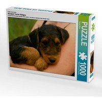 Ein Motiv aus dem Kalender Airedale Terrier Welpen (Puzzle) von Calvendo Puzzle