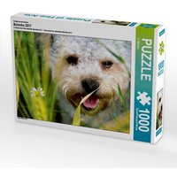 Ein Motiv aus dem Kalender Bolonka 2017 (Puzzle) von Calvendo Puzzle