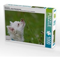 Ein Motiv aus dem Kalender Chihuahuas - kleine Herzensbrecher (Puzzle) von Calvendo Puzzle