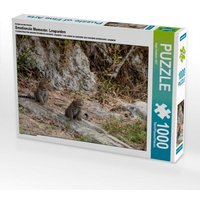 Ein Motiv aus dem Kalender Emotionale Momente: Leoparden (Puzzle) von Calvendo Puzzle