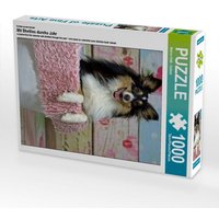 Ein Motiv aus dem Kalender Mit Shelties durchs Jahr (Puzzle) von Calvendo Puzzle