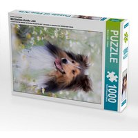 Ein Motiv aus dem Kalender Mit Shelties durchs Jahr (Puzzle) von Calvendo Puzzle