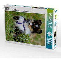 Ein Motiv aus dem Kalender Mit Shelties durchs Jahr (Puzzle) von Calvendo Puzzle