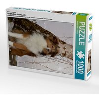 Ein Motiv aus dem Kalender Mit Shelties durchs Jahr (Puzzle) von Calvendo Puzzle