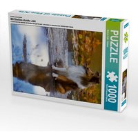 Ein Motiv aus dem Kalender Mit Shelties durchs Jahr (Puzzle) von Calvendo Puzzle