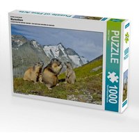 Ein Motiv aus dem Kalender Murmeltiere (Puzzle) von Calvendo Puzzle