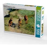 Ein Motiv aus dem Kalender Rhodesian Ridgebacks in Aktion (Puzzle) von Calvendo Puzzle