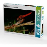 Ein Motiv aus dem Kalender "Zarte Schönheiten - Libellen Malaysias" (Puzzle) von Calvendo Puzzle