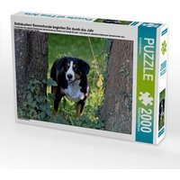 Entlebucherr Sennenhunde begleiten Sie durch das Jahr (Puzzle) von Calvendo Puzzle