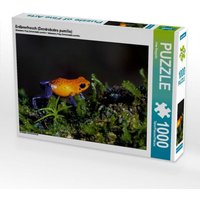 Erdbeerfrosch (Dendrobates pumilio) (Puzzle) von Calvendo Puzzle