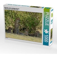 Geparden unter schattigem Busch (Puzzle) von Calvendo Puzzle